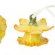 Mini Flower Bells Narciso giallo, set 2pz 2